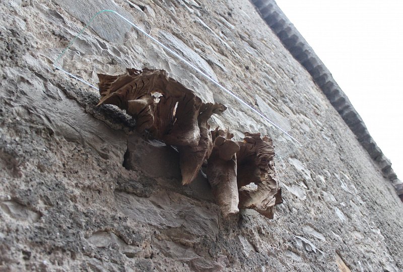 Wandregal mit Glasboden